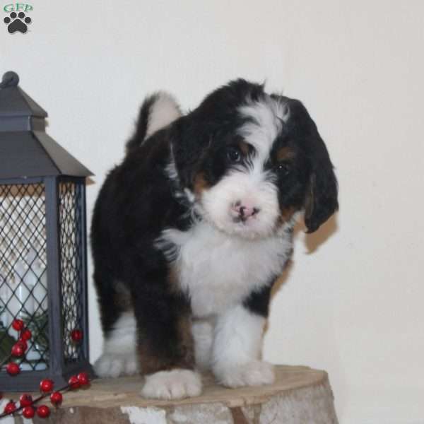 Sled, Bernedoodle Puppy